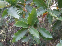 Quercus deserticola