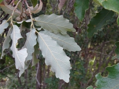 Quercus deserticola