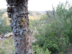 Teloschistes hypoglaucus