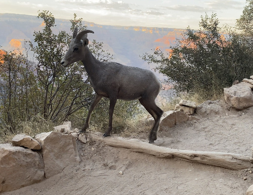 Bighorn Sheep photographed in Arizona