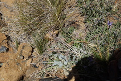 Physaria occidentalis