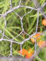 Socca pustulosa