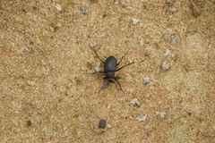 Plesiophthalmus davidis