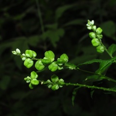 Polygala senega latifolia