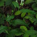 Polygala senega latifolia - Photo 由 Vanessa Voelker 所上傳的 (c) Vanessa Voelker，保留部份權利CC BY-NC