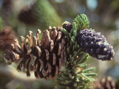 Great Basin bristlecone pine