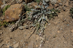 Physaria occidentalis