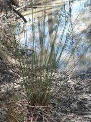 Juncus usitatus