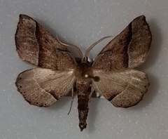 Stenaspilatodes antidiscaria