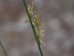Juncus usitatus