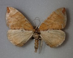 Eulithis molliculata
