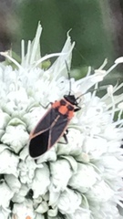 Ochrimnus lineoloides