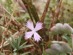 Dianthus gallicus