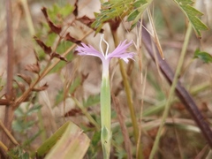 Dianthus gallicus