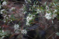 Leionema obtusifolium