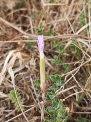 Dianthus gallicus