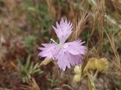 Dianthus gallicus