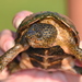 Intermediate Musk Turtle - Photo (c) Robert Lasley, some rights reserved (CC BY-NC), uploaded by Robert Lasley
