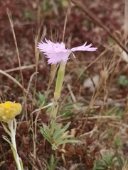 Dianthus gallicus