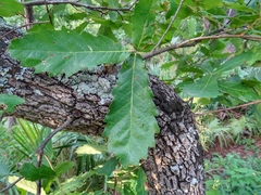Quercus obtusata