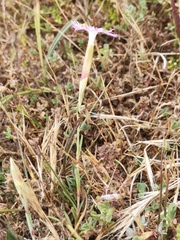 Dianthus gallicus