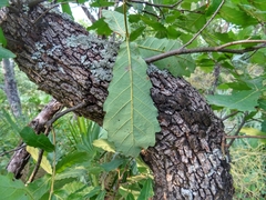Quercus obtusata