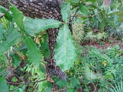 Quercus obtusata