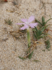 Dianthus gallicus