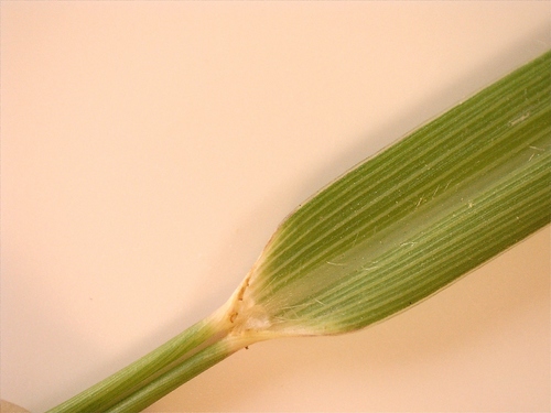 Bothriochloa ischaemum
