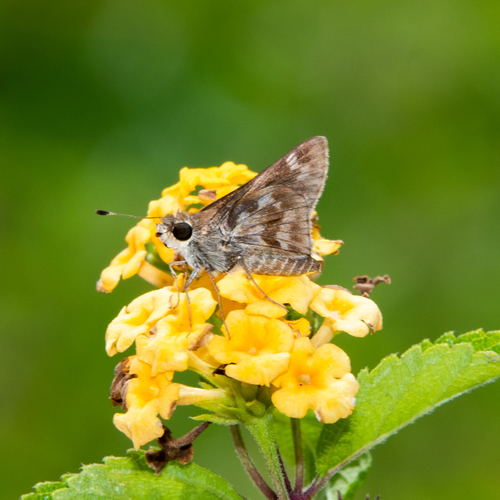 Pompeius Skipper
