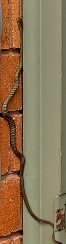 Common Tree Snake sighting