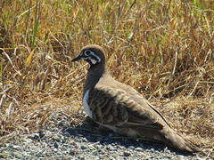 Geophaps scripta scripta
