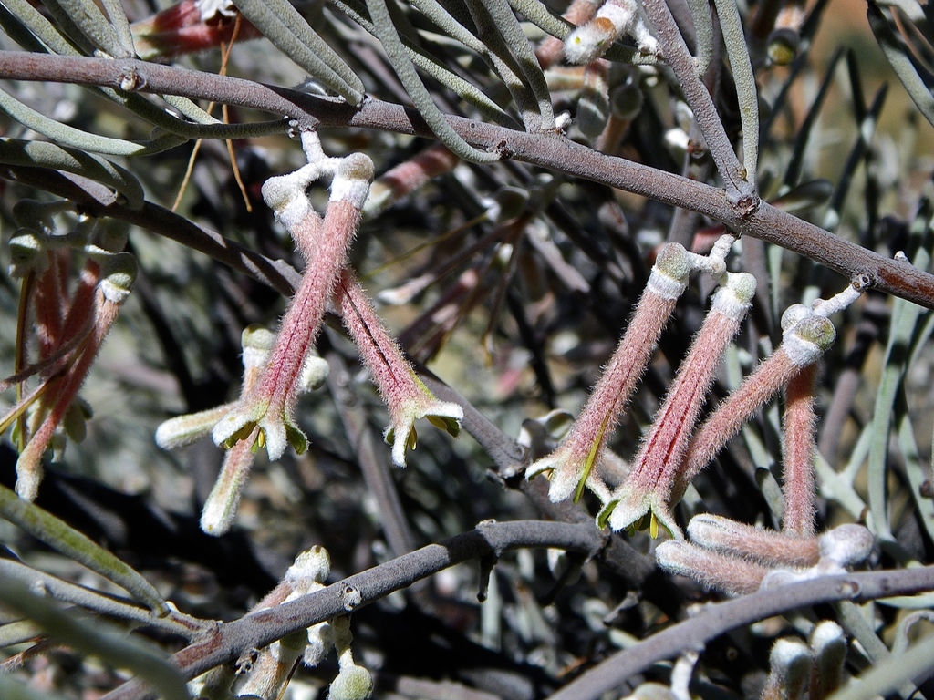 Hakea Mistletoe