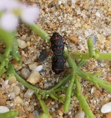 Eurydema herbacea