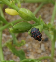 Eurydema herbacea