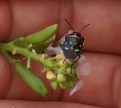 Eurydema herbacea