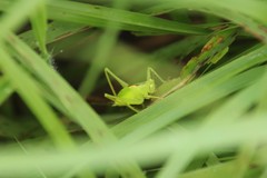 Hexacentrus japonicus