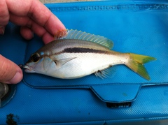 Scolopsis monogramma