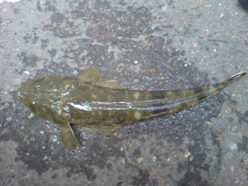 Bartail Flathead