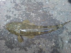 Platycephalus indicus