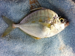 Leiognathidae