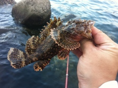 Weedy Stingfish photo 3