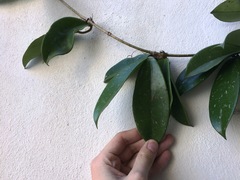 Hoya pubicalyx