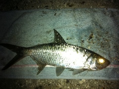 Megalops cyprinoides