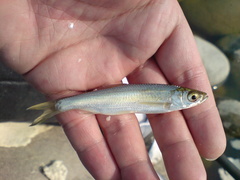 Hemiculter leucisculus