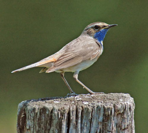 Foto de Bluethroat