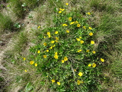 Potentilla aurea