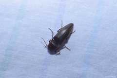 Diplostethus carolinensis