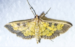Diacme elealis
