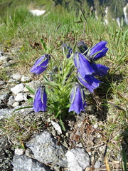 Campanula alpina